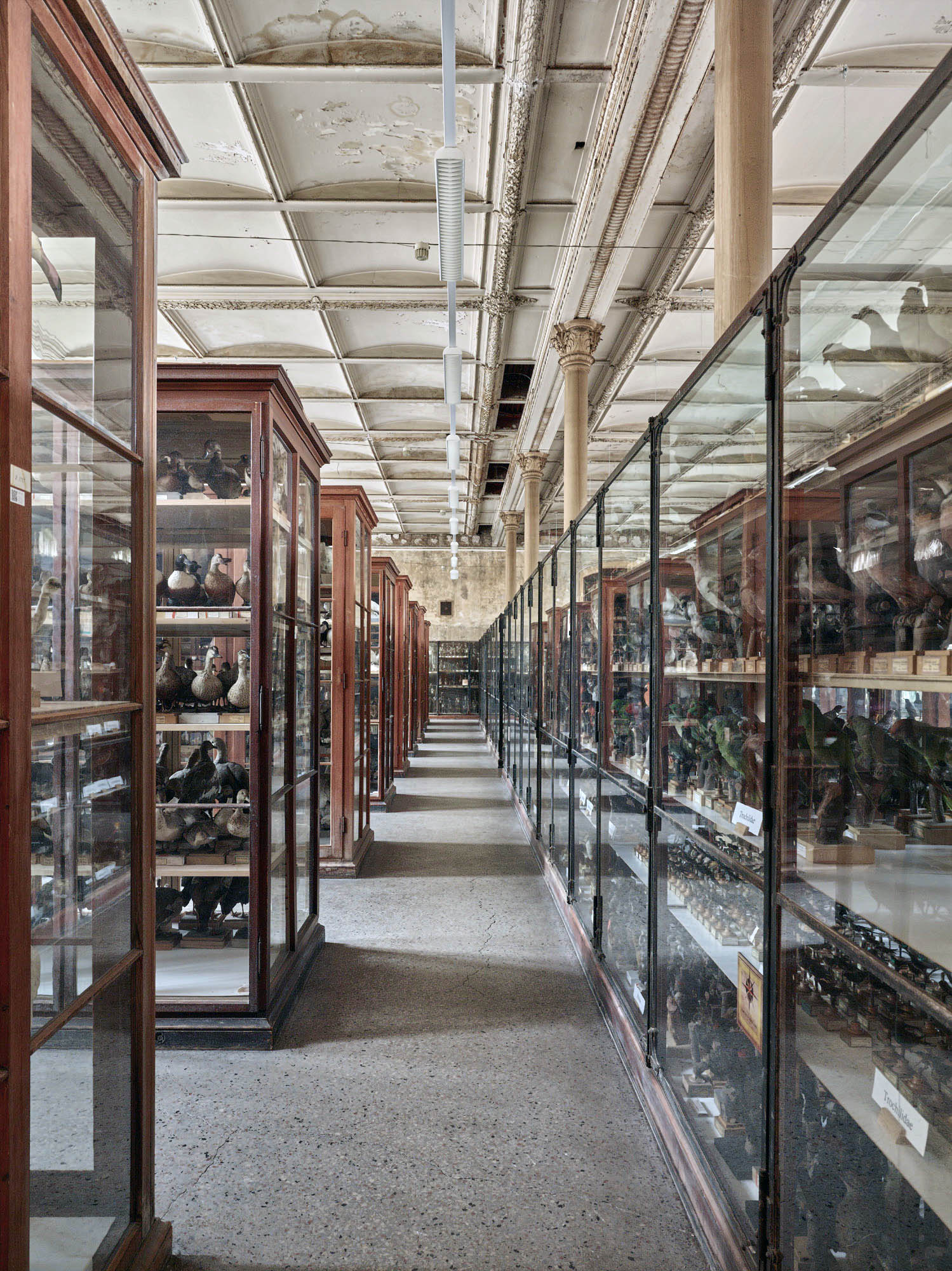 Museum für Naturkunde Berlin - Der "Vogelsaal" ist mit den bauzeitlichen Vitrinen und ca. 11.000 Präparaten einer der imposantesten Sammlungsräume und wird auch nach der Restaurierung weiterhin für die Ausstellung der Vogelsammlung genutzt.